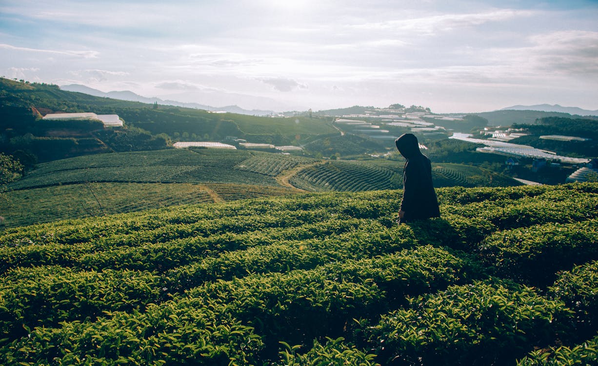 The Benefits of Tea: A Cup of Wellness